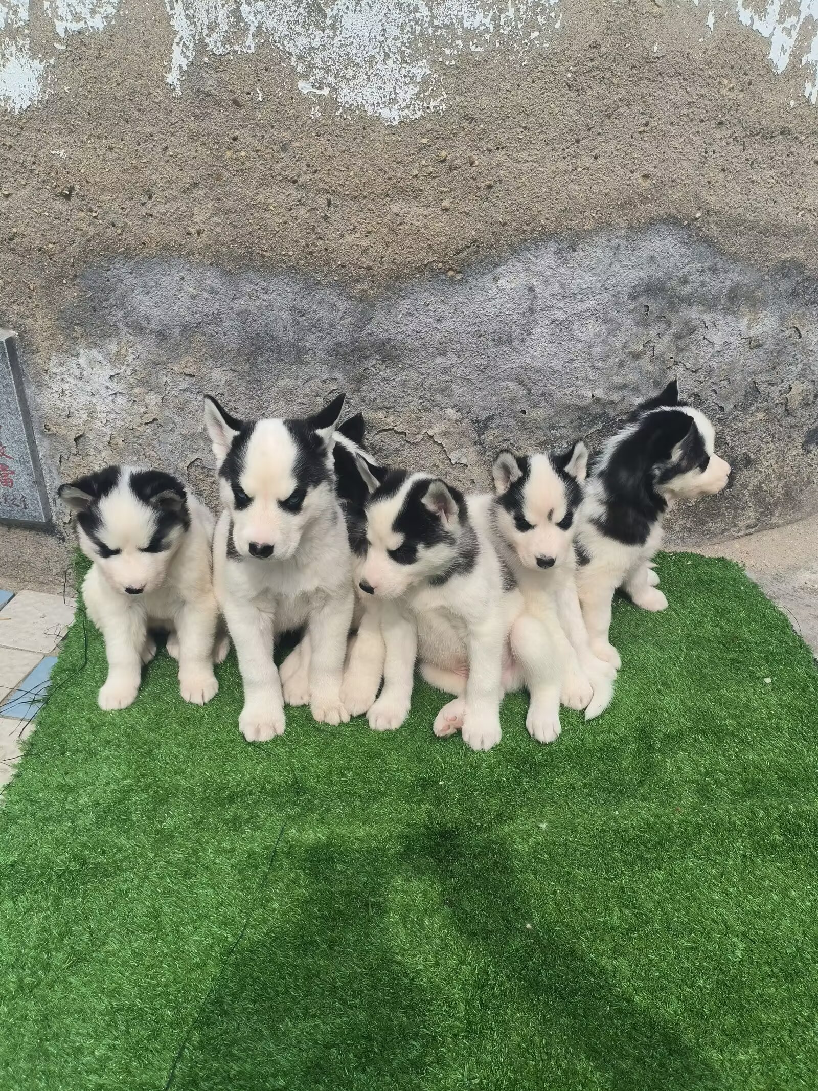 牛🐄花哈士奇🐶